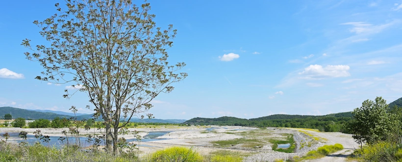 Día mundial del árbol